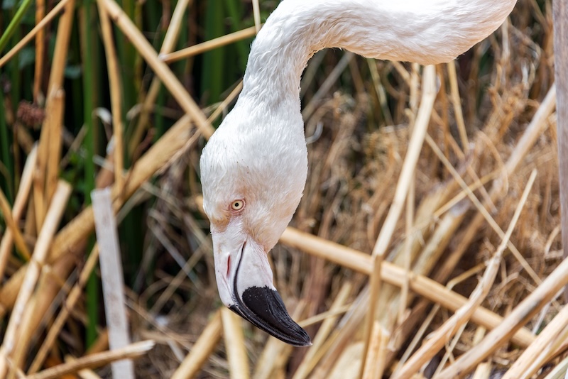 titicaca birds
