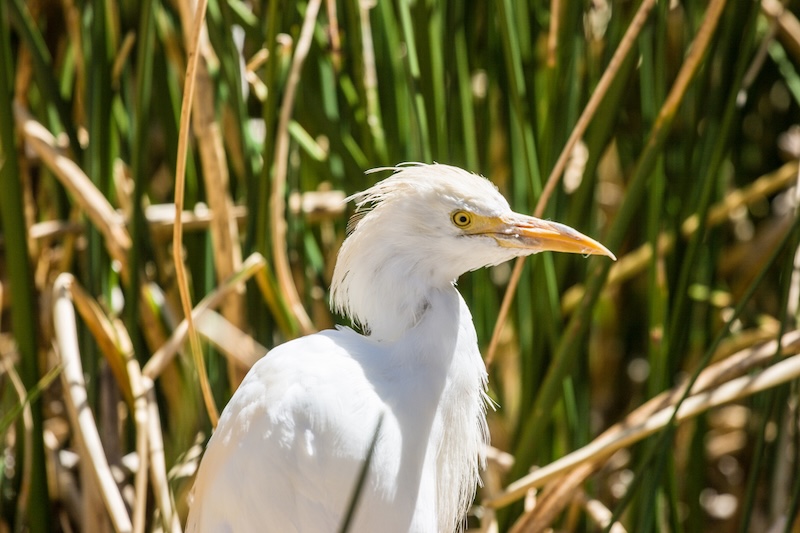 Birdwatcher's Paradise: Diversity in the Wetlands of Puno