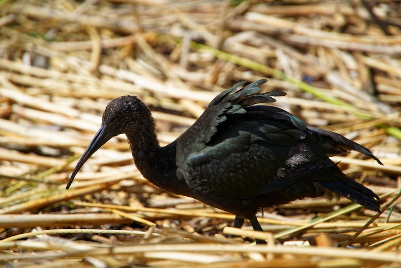 Birdwatcher's Paradise: Diversity in the Wetlands of Puno