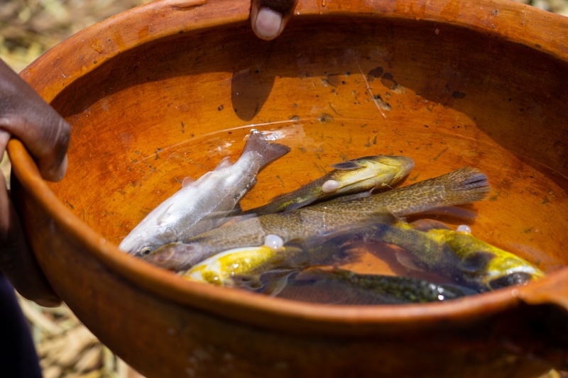 A Special Island: The Unique Culture in Amantani
